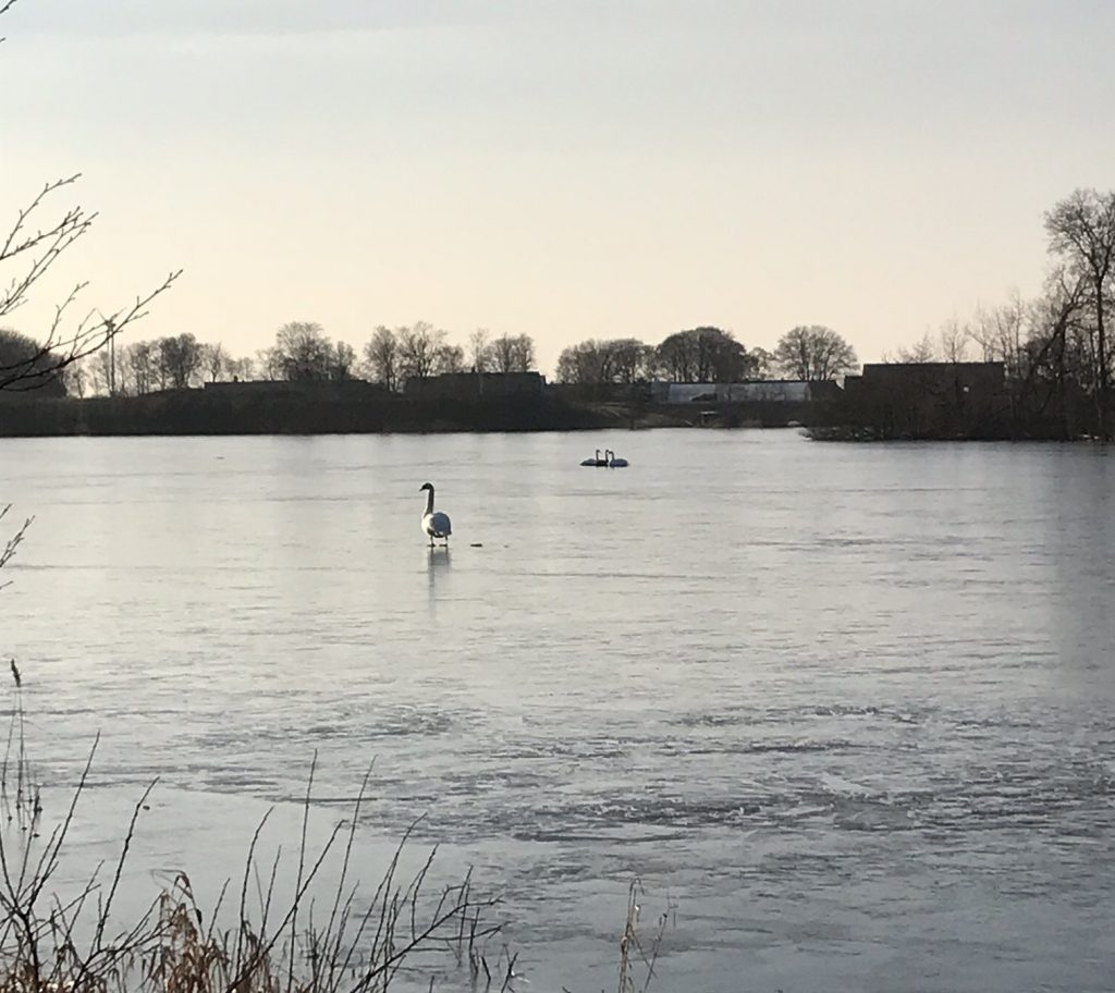 Solig gående meditation